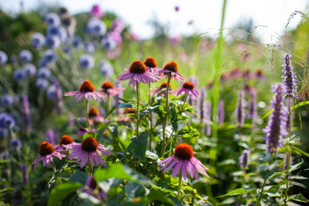 How can you keep perennial flowers blooming longer