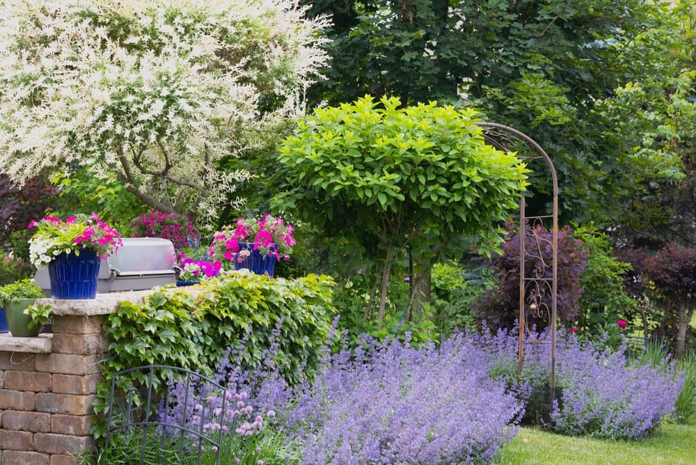 What should you consider before choosing long-blooming perennials