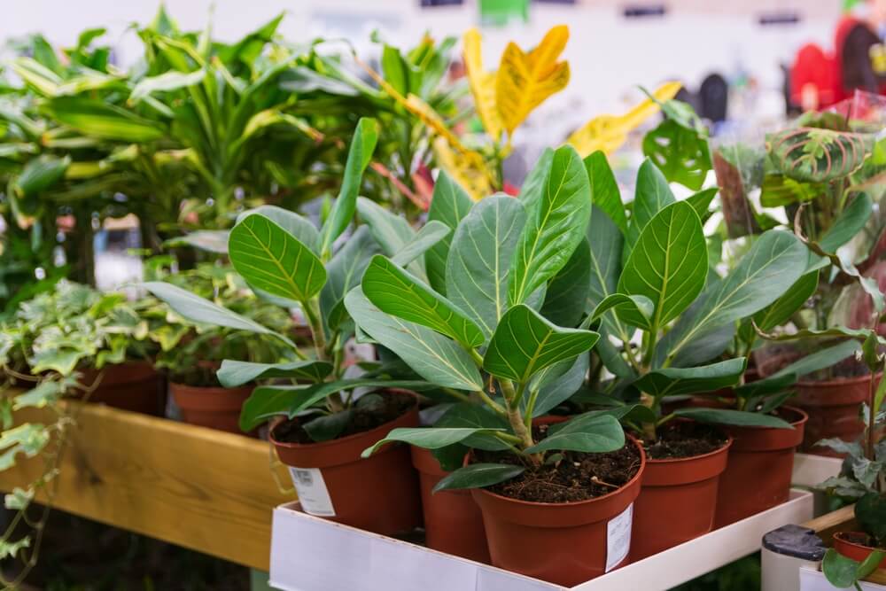go-to whole sale plant nursery in mt zion