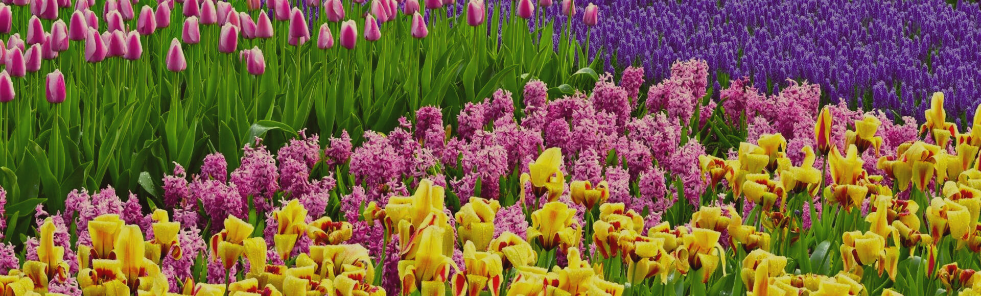 elevated gardening center near me in illinois